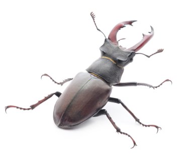 Stag beetle