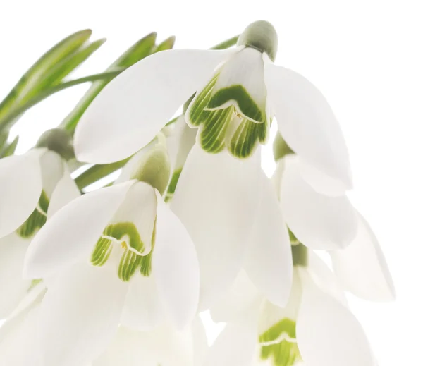 Gotas de neve (Galanthus nivalis) sobre fundo branco — Fotografia de Stock