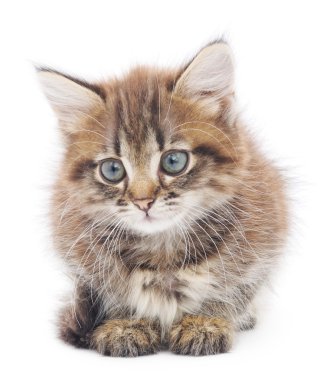 Beyaz arka planda kedi yavrusu