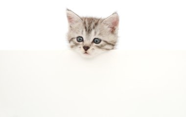 boş yavru kedi