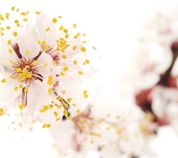 Fiori di albicocca — Foto Stock