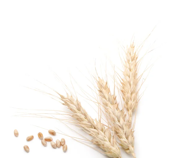 Cacho de trigo — Fotografia de Stock
