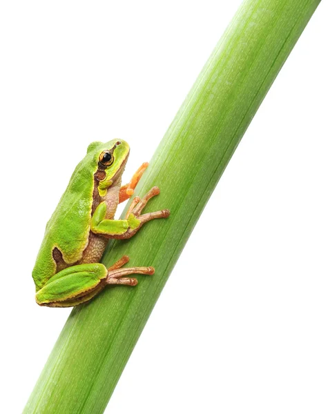 Frog sitting on a leaf — Stock Photo, Image