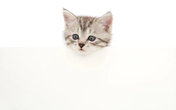 Котенок с бланком — стоковое фото