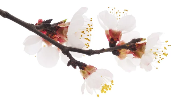 Apricot blossom — Stock Photo, Image