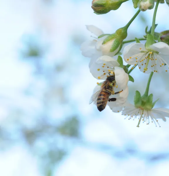 Honungsbinas och vita blommor — Stockfoto