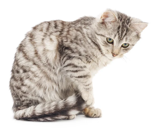 Kitten on a white background — Stock Photo, Image