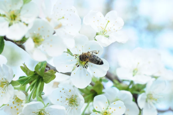 Honigbiene und weiße Blumen — Stockfoto