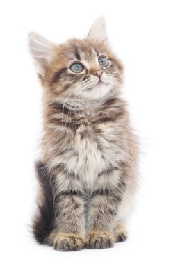 Beyaz arka planda kedi yavrusu