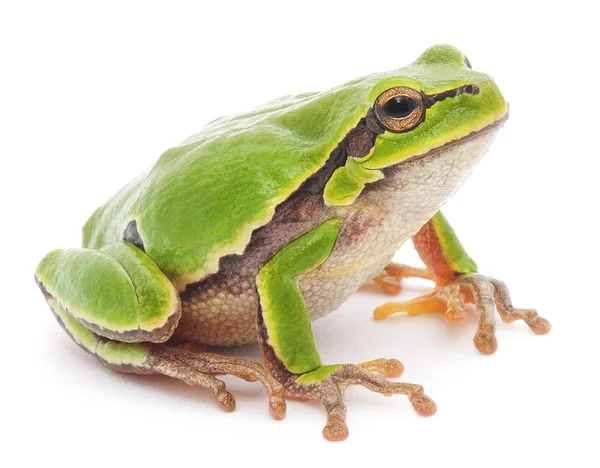 树蛙 — 图库照片