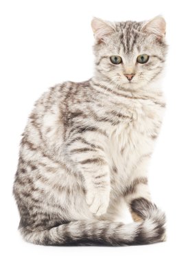 Beyaz arka planda kedi yavrusu