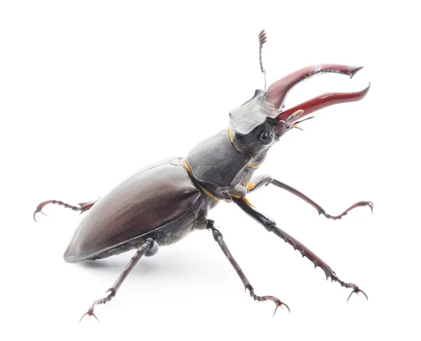 Böcek (Oryctes Nasicornis) — Stok fotoğraf
