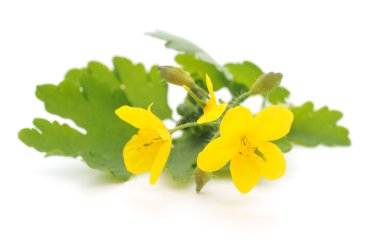 daha büyük celandine