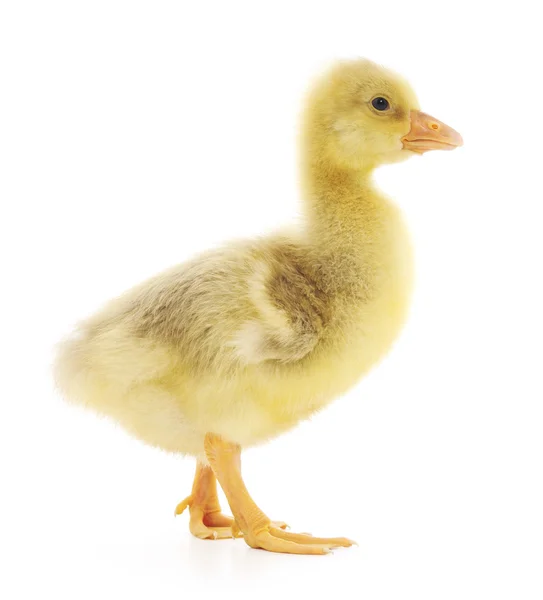 Weinig gosling geïsoleerd — Stockfoto
