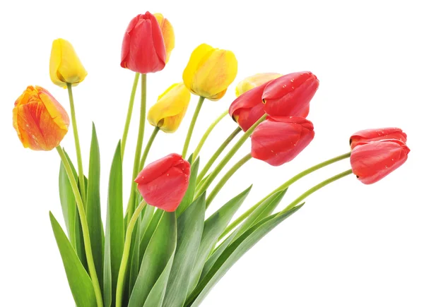 Red tulips — Stock Photo, Image