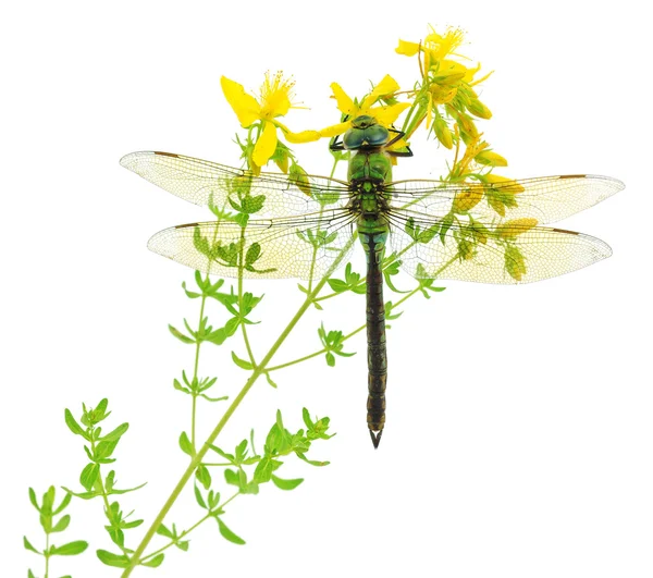 Groene dragonfly — Stockfoto