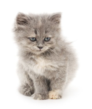 Beyaz arka planda kedi yavrusu