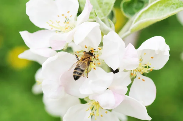 Ape da miele e fiori bianchi — Foto Stock