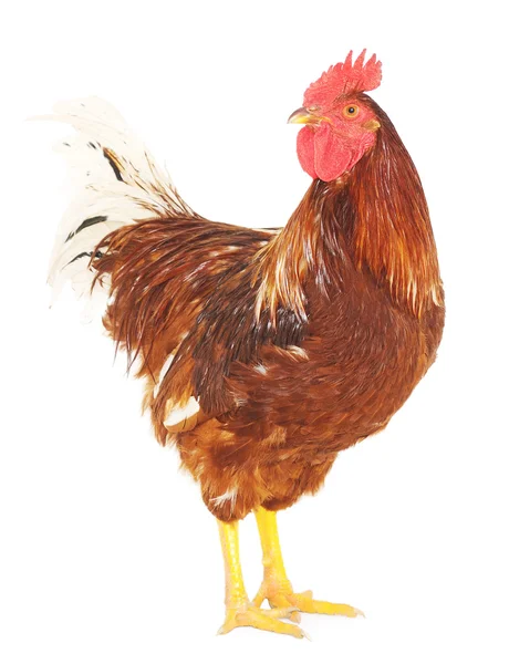 Rooster brown — Stock Photo, Image