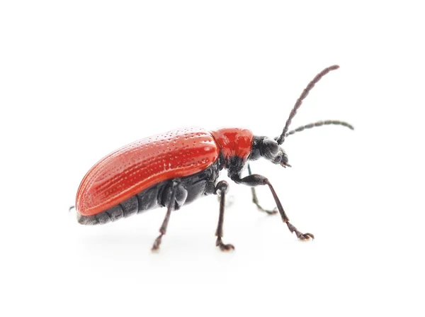 Escarabajo — Foto de Stock
