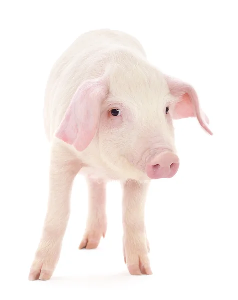 Cerdo sobre blanco —  Fotos de Stock