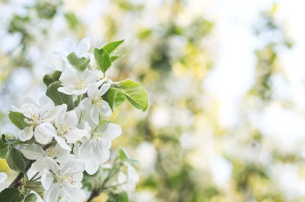 Apfelblüte — Stockfoto