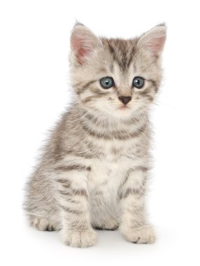 Beyaz arka planda kedi yavrusu