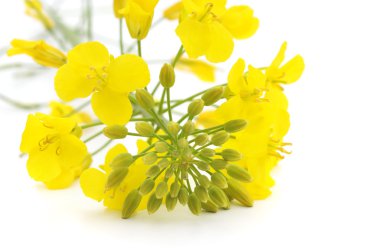 sarı çiçek arka plan