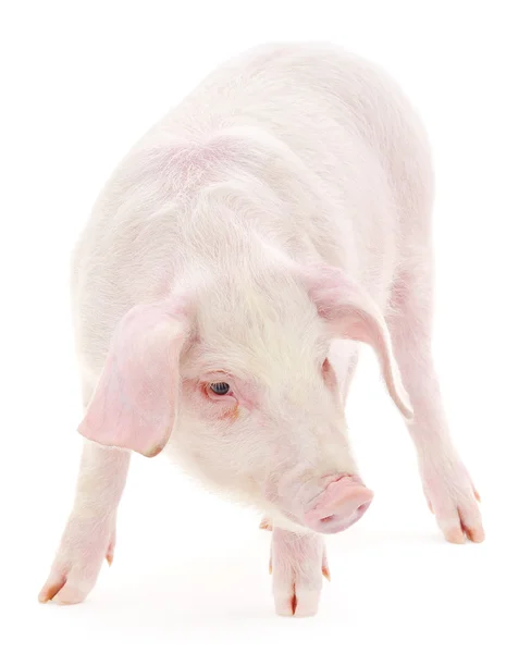 Pig on white — Stock Photo, Image