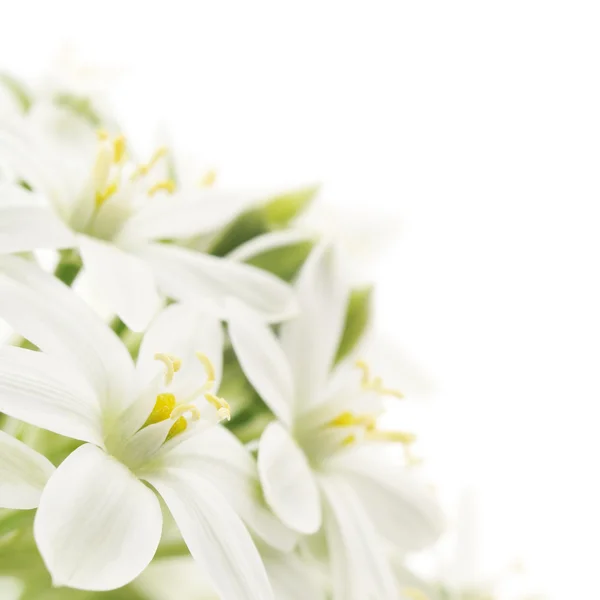 White flowers background — Stock Photo, Image