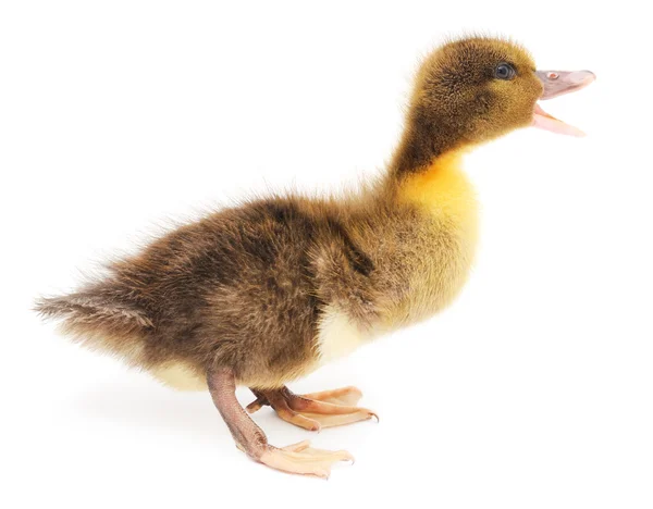 One duckling — Stock Photo, Image