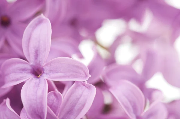 Lilac — Stock Photo, Image