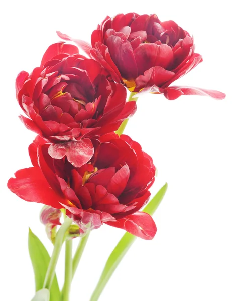 Drie rode tulpen — Stockfoto