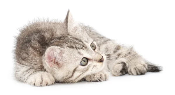 Kätzchen auf weißem Hintergrund — Stockfoto