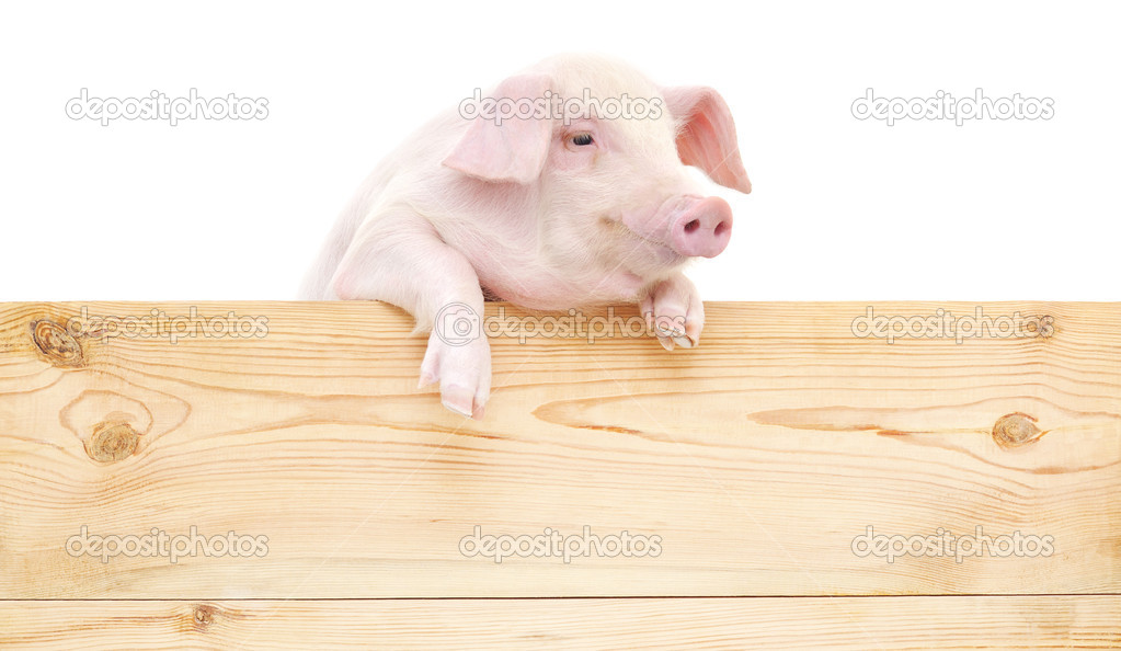 Pig with board