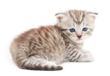 Beyaz arka planda kedi yavrusu