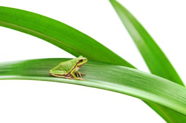 Yaprağın üzerinde oturan kurbağa.