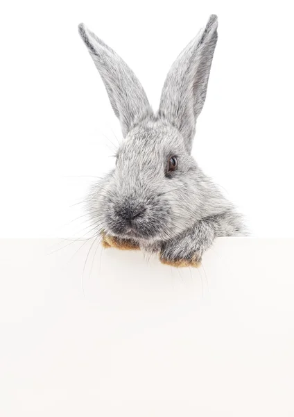 Rabbit with blank — Stock Photo, Image