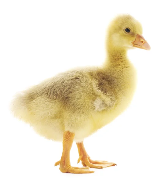 Little gosling isolated — Stock Photo, Image