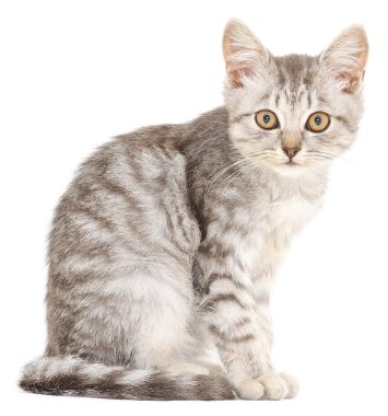 Beyaz arka planda kedi yavrusu