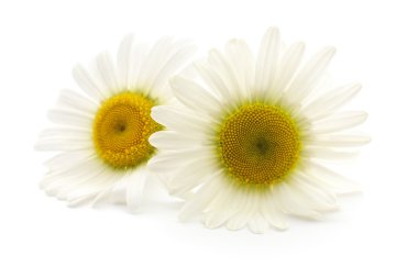 Beyaz arka planda Chamomiles