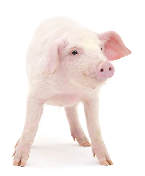 Pig on white — Stock Photo, Image