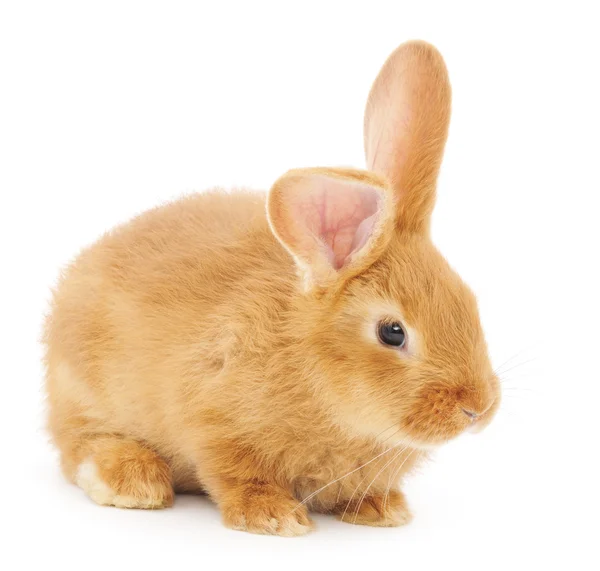 Rabbit — Stock Photo, Image