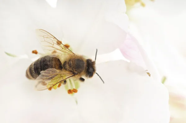Včely medonosné a bílé květiny — Stock fotografie