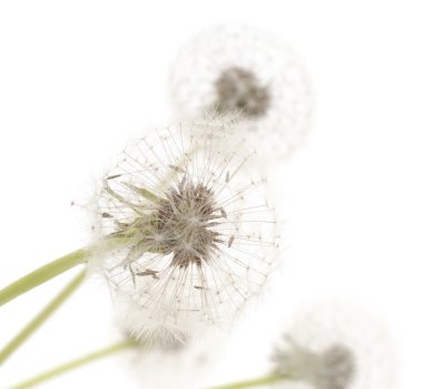 grup izole dandelions
