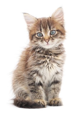 Beyaz arka planda kedi yavrusu