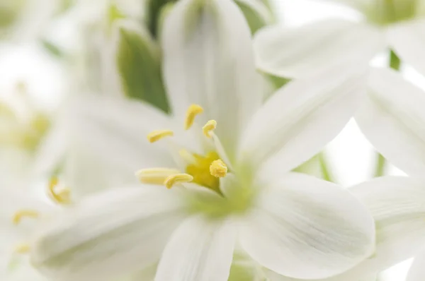Vita blommor bakgrund — Stockfoto