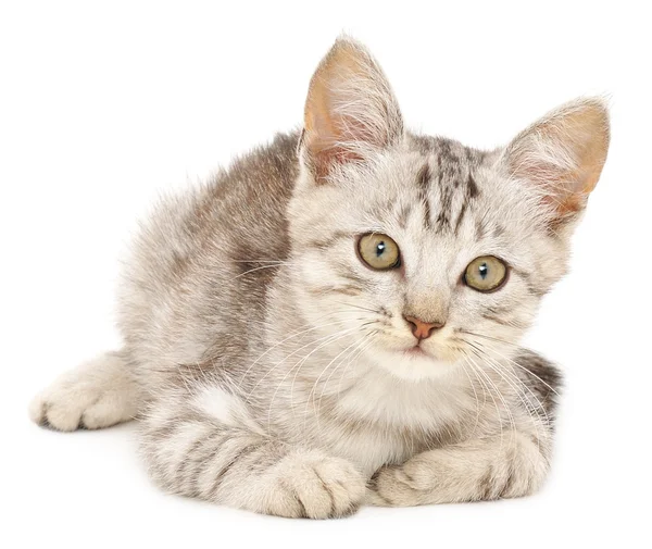 Kitten op een witte achtergrond — Stockfoto