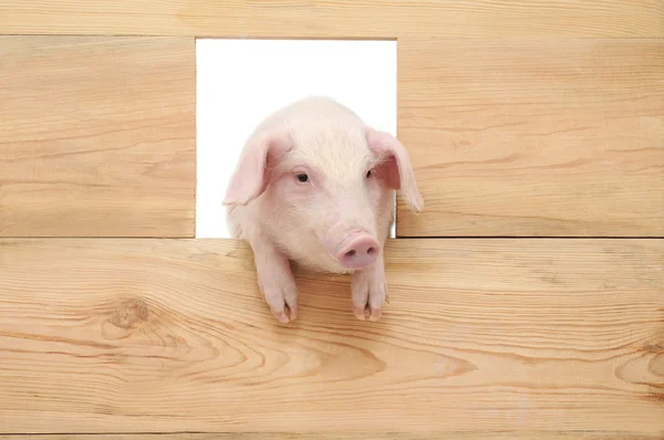 Свинья с доской — стоковое фото