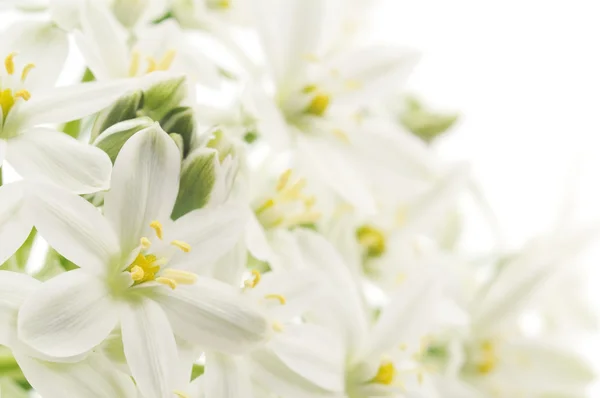 Weiße Blumen Hintergrund — Stockfoto